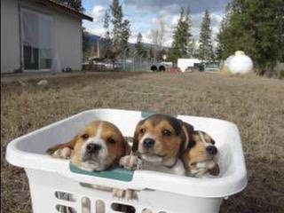 Pocket Beagles Usa! - Dog Breeders