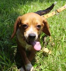 Country Side Pocket Beagles - Dog Breeders