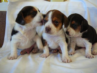 Whitby Winds Pocketbeagles Illinois - Dog and Puppy Pictures