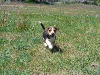 Rocky Mountain Pocket Beagles - Dog and Puppy Pictures