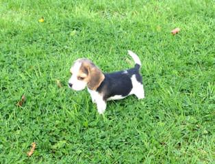 Country Side Pocket Beagles - Dog and Puppy Pictures
