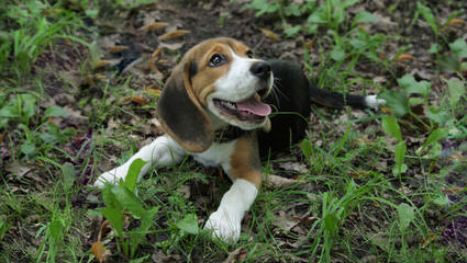 Rocky Mountain Pocket Beagles - Dog and Puppy Pictures