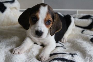 Pocket Beagles Usa! - Dog Breeders