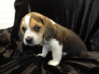 whitby winds pocket beagles - Dog Breeders