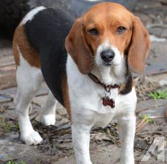 whitby winds pocket beagles - Dog Breeders