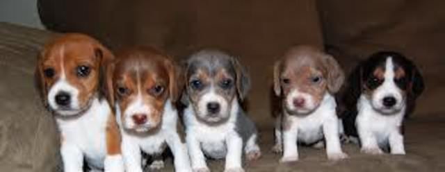 Pocket Beagles Usa! - Dog and Puppy Pictures