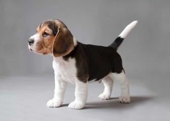 Rocky Mountain Pocket Beagles - Dog and Puppy Pictures