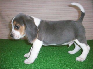 Home Grown Pocket Beagles - Dog Breeders