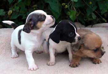 Home Grown Pocket Beagles - Dog Breeders