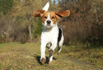 Nicodemis Johnson Pocket Beagle - Dog Breeders