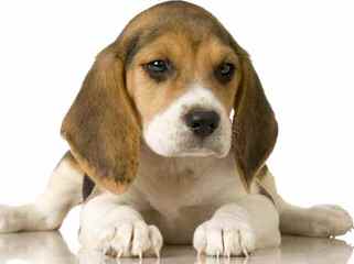 Nicodemis Johnson Pocket Beagle - Dog Breeders