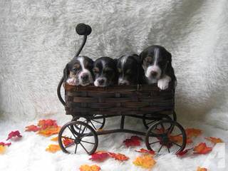 Rocky Mountain Pocket Beagles - Dog Breeders