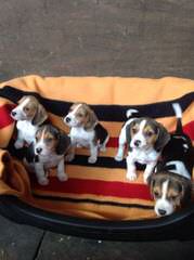 Nicodemis Johnson Pocket Beagle - Dog and Puppy Pictures