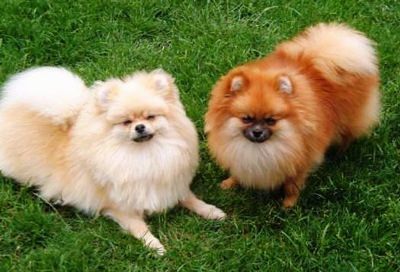 Pomeranian Dogs and Puppies