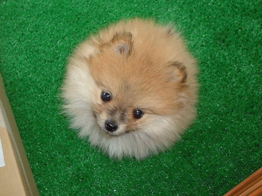 More Pomeranian Pictures.