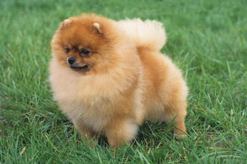 Poms-R-Us - Dog and Puppy Pictures