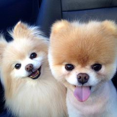 Hamaara Pomeranians - Dog and Puppy Pictures