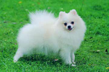 mimi fluffy poms - Dog Breeders