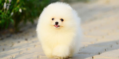 Alaska Pomeranians - Dog Breeders