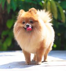 Beautiful Cream/Sable Male Pomeranian Dog - Dog Breeders