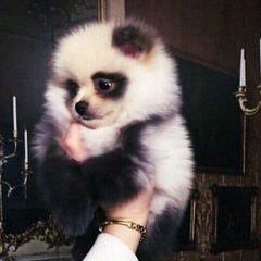 Ckc Pomeranian Puppies – Shipping Available - Dog Breeders