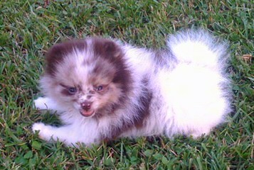 Campbell’s Pomeranians - Dog and Puppy Pictures