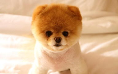 Akc Pomeranians-Huge Sale - Dog and Puppy Pictures