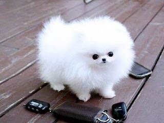 Baby Bear Pomeranian’s & Pekingese - Dog and Puppy Pictures