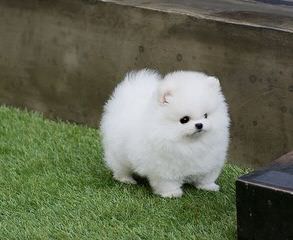 Stunning Pomeranians - Dog and Puppy Pictures