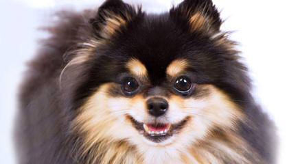 Baby Bear Pomeranian’s & Pekingese - Dog Breeders