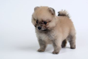 Baby Bear Pomeranian’s & Pekingese - Dog and Puppy Pictures