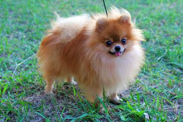 Hamaara Pomeranians - Dog Breeders