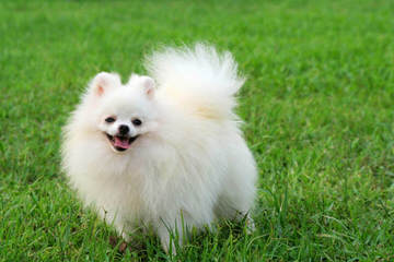 Golden Pomeranian Puppies - Dog Breeders