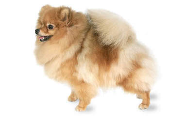 Akc Pomeranians-Huge Sale - Dog Breeders