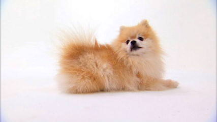 Avalon Pomeranians - Dog Breeders