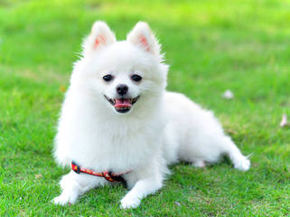 Female Pomeranian Looking For Male Pomeranian - Dog and Puppy Pictures