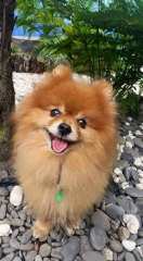 Cr Pomeranians - Dog and Puppy Pictures