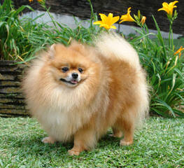 Beautiful Cream/Sable Male Pomeranian Dog - Dog and Puppy Pictures