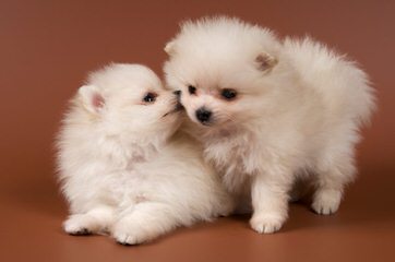 Poms-R-Us - Dog and Puppy Pictures