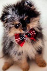 Avalon Pomeranians - Dog Breeders