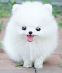 Fancy White Tea-Cup Pomeranian Babies Available Now - Dog Breeders