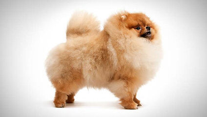 Hill’s Pomeranians - Dog Breeders