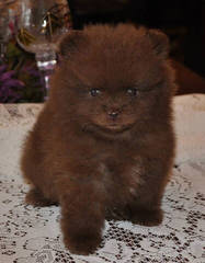 Mini Teacup Pomeranian Puppies For Sale - Dog and Puppy Pictures