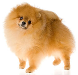 Foxfire Precious Pomeranians - Dog and Puppy Pictures