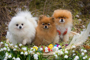 Pomeranian Puppies - Dog Breeders