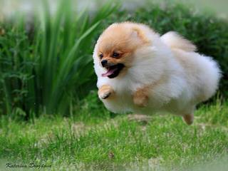 Campbell’s Pomeranians - Dog and Puppy Pictures