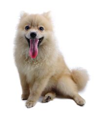 Cr Pomeranians - Dog and Puppy Pictures