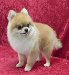 Avalon Pomeranians - Dog Breeders