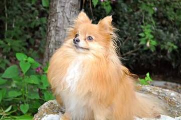 Hamaara Pomeranians - Dog Breeders