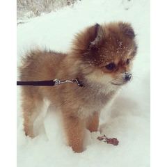 Eskapoo/Pomeranians For Sale - Dog and Puppy Pictures